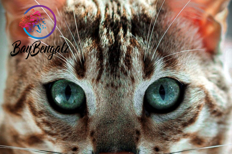 Breeding Bengal Cats