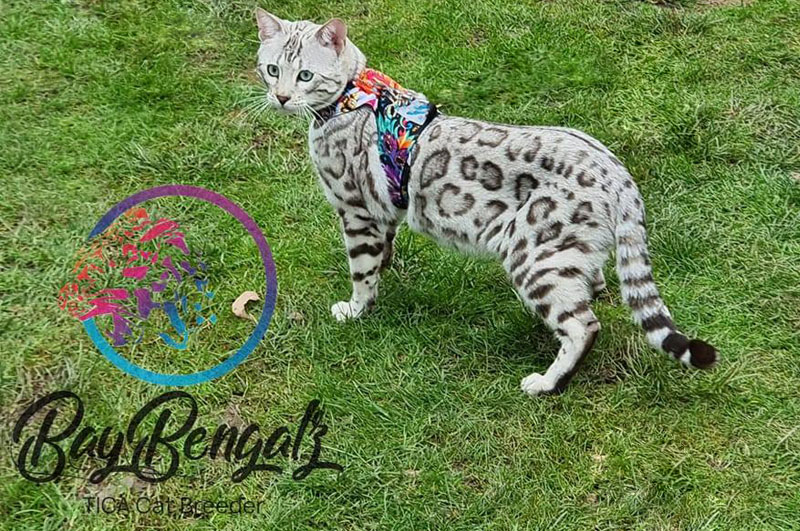 Silver bengal cat shop for sale
