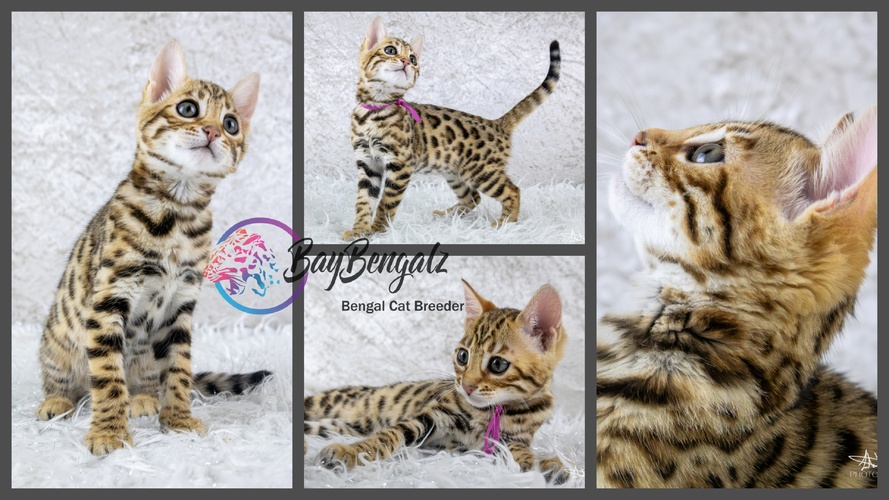 Baybengalz Dolly Parton