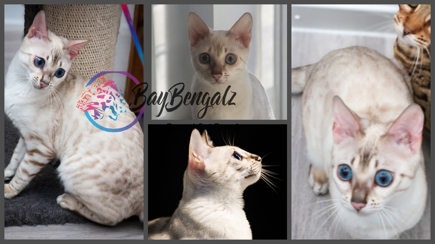Baybengalz Twyla Veda