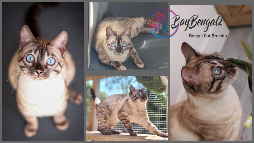 Baybengalz Winter Snowdrop