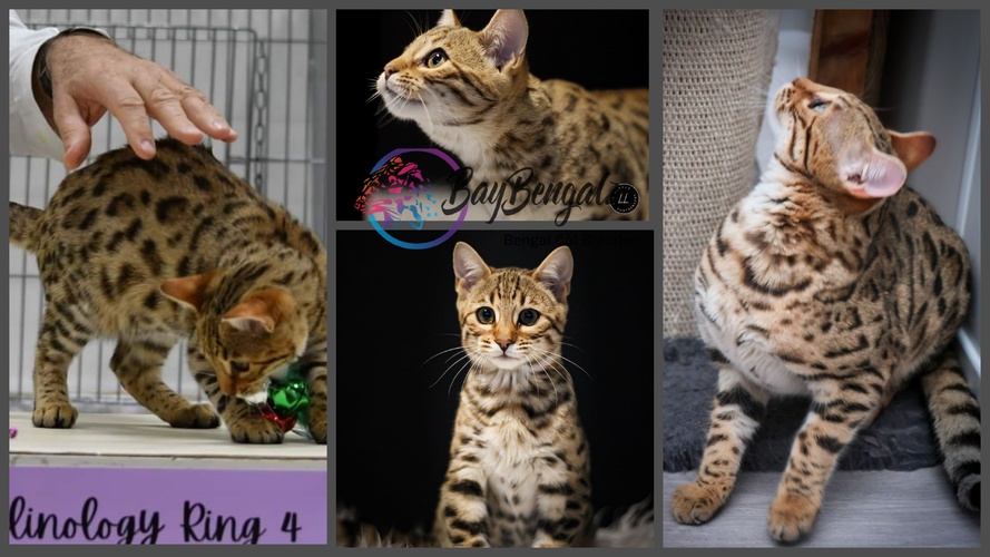 WildPawzuk Delilah of Baybengalz