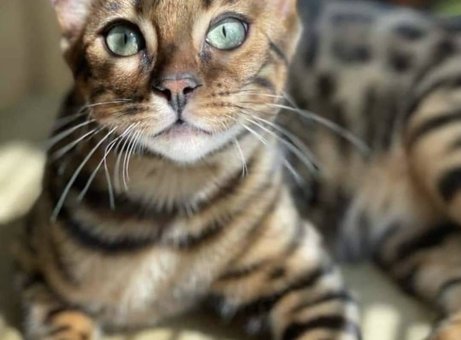Brown Bengal Cat