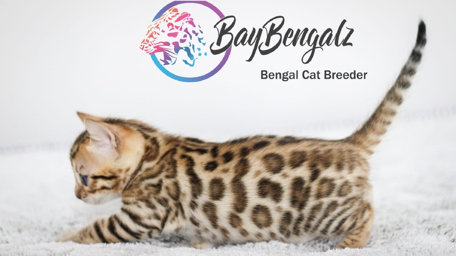 Brown Bengal Cat