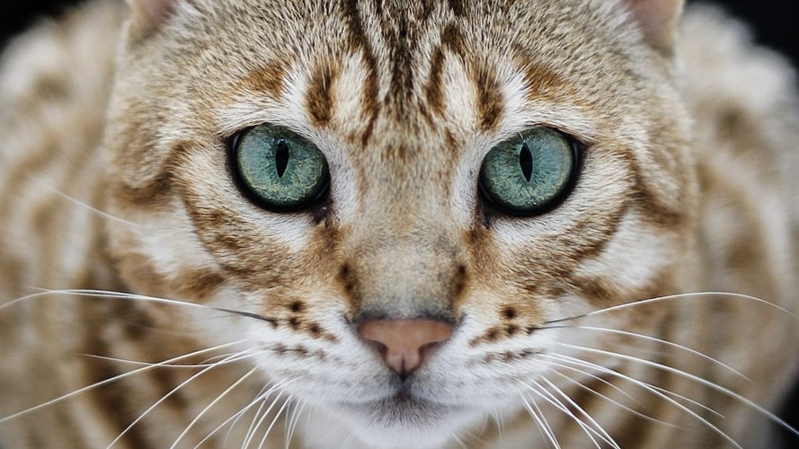 Brown Bengal Cat