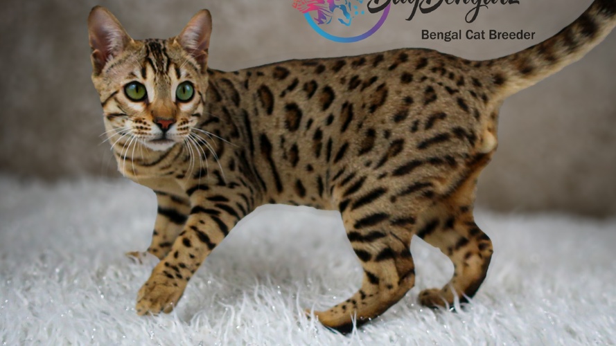 Brown Bengal Cat