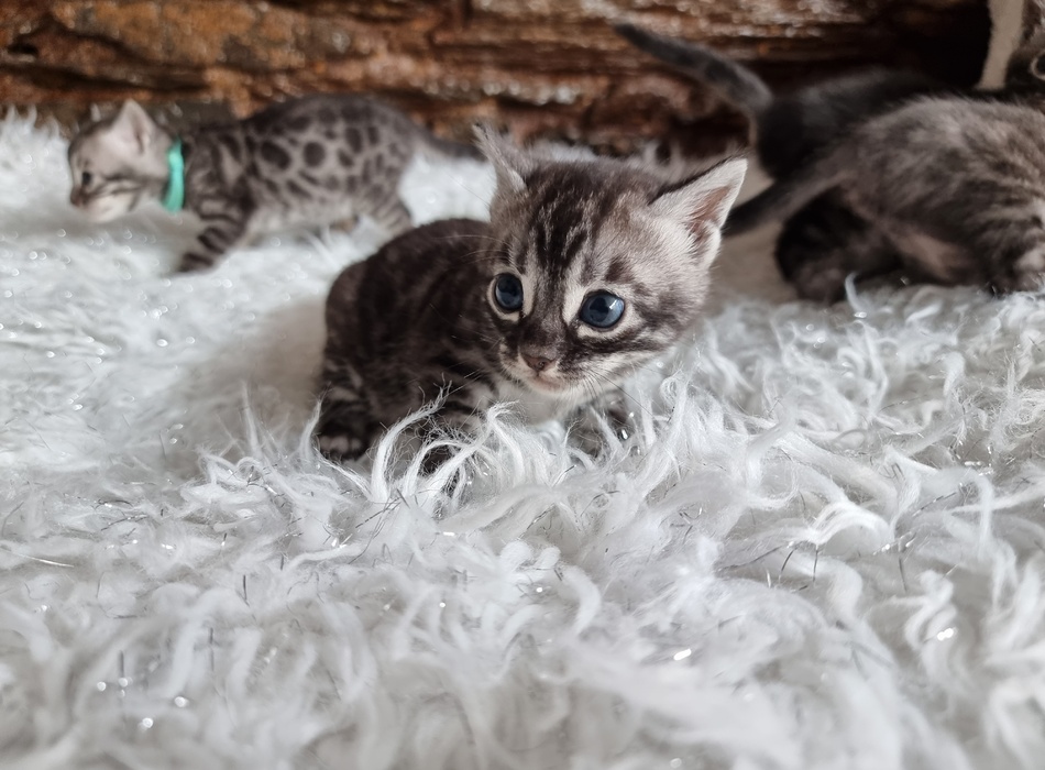 The Charcoal Bengal