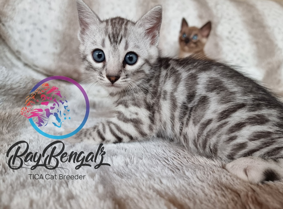 The Silver Bengal