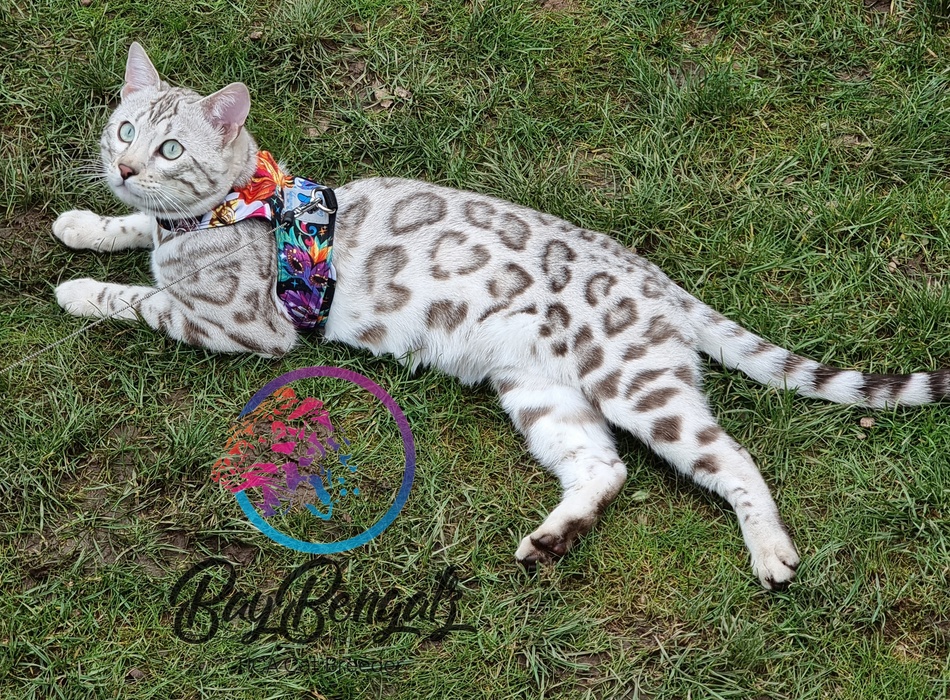 The Snow Bengal Cat