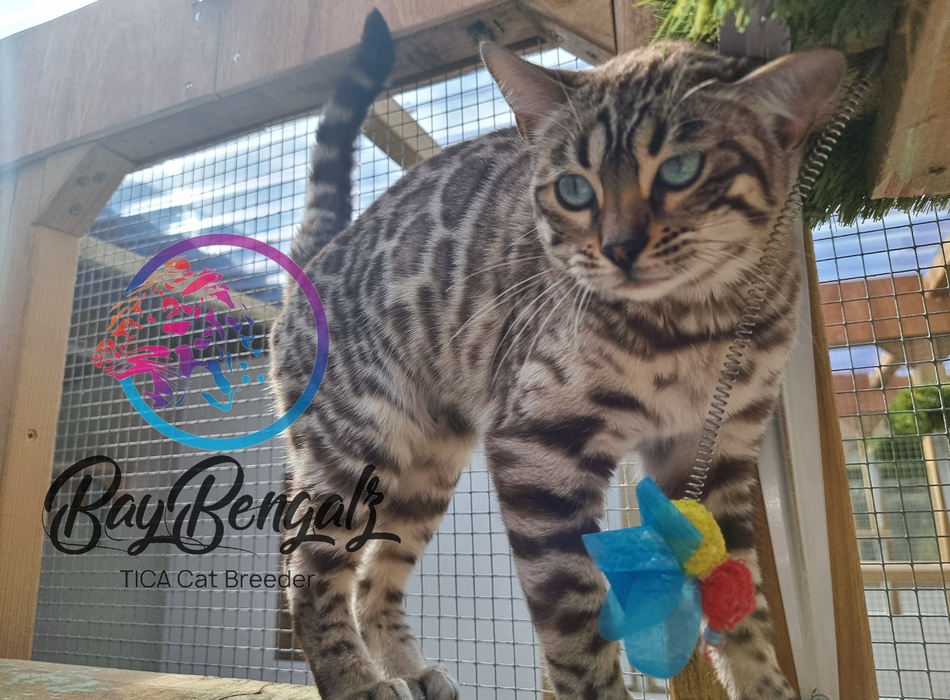 The Snow Bengal Cat