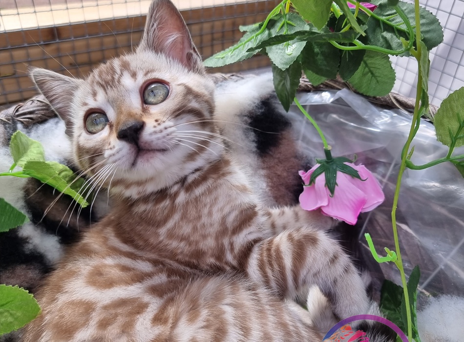 The Snow Bengal Cat