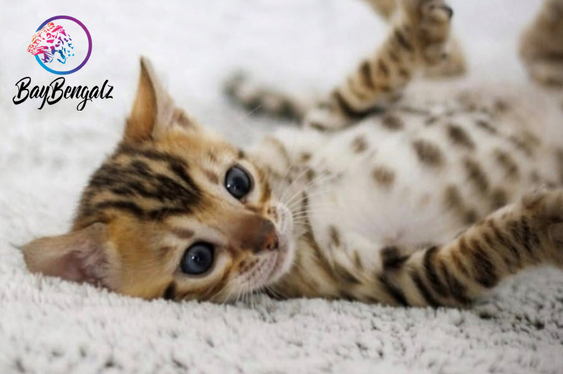 Available Bengal Kittens