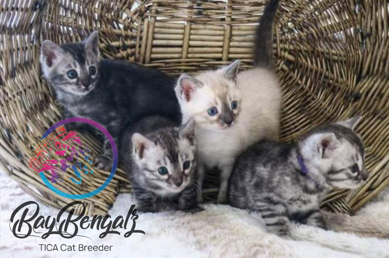 Available Bengal Kittens