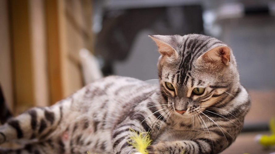 Baybengalz Pandora Adoption opportunity