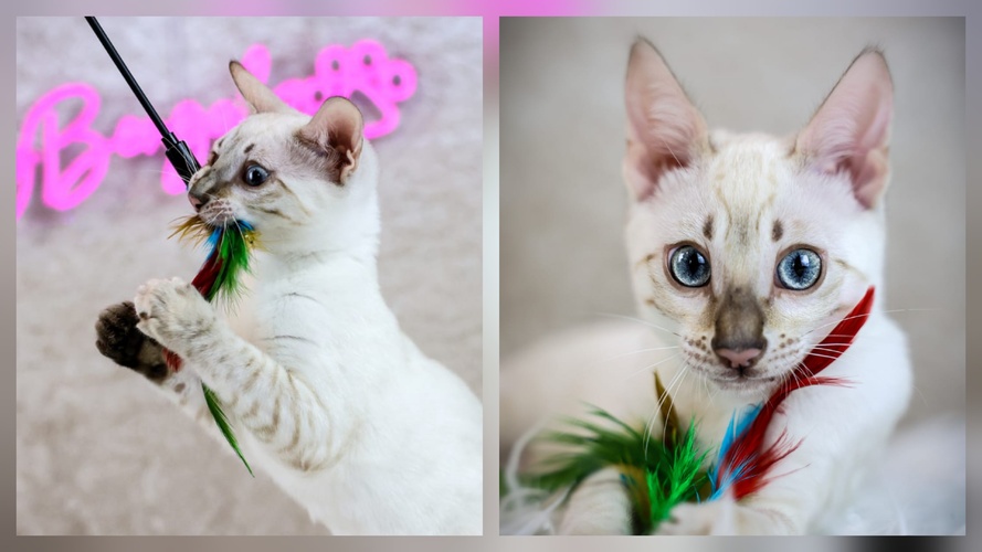 Aristotle X Twyla (1 Girl Available Reduced)