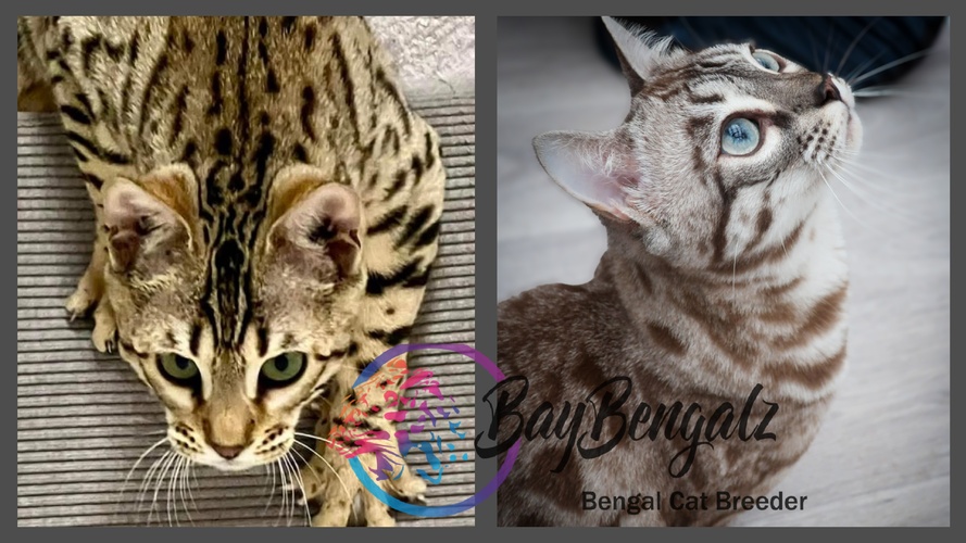 ♡Future Marriage♡ JGCH Miodollarbaby Aristotle Of Baybengalz X Baybengalz Pixie Dust