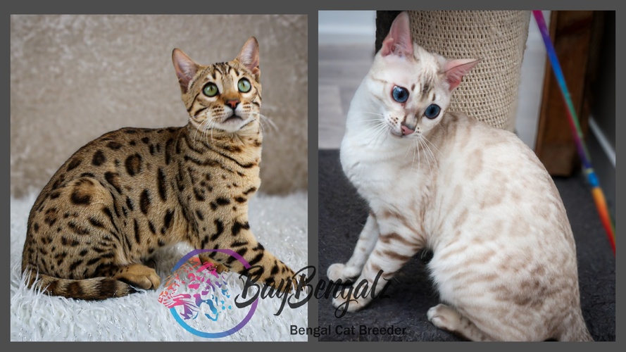 ♡Future Marriage♡JGCH Miodollarbaby Aristotle X Baybengalz Twyla Veda