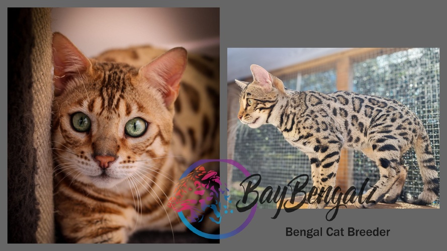 Future Marriage ♡ RW TGC Tanto X Baybengalz Jennyanydots