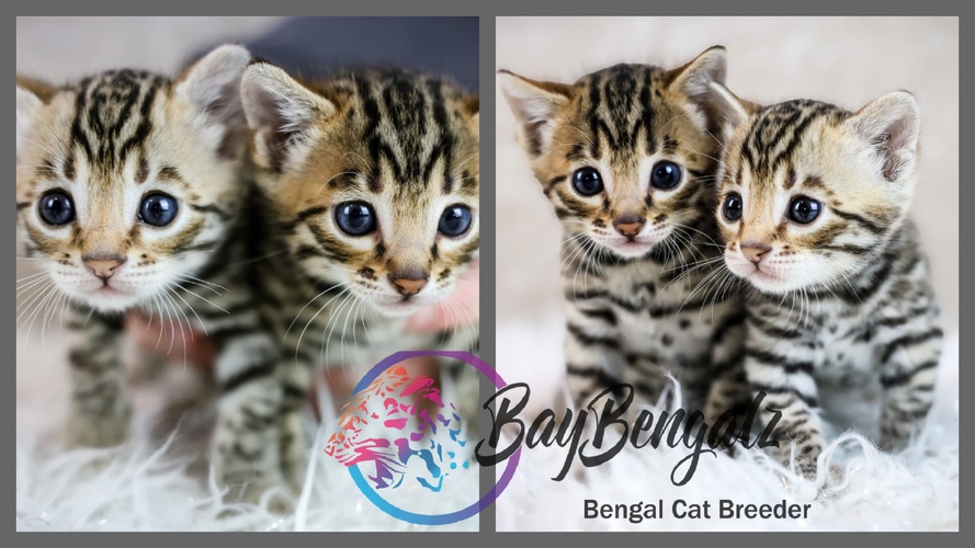 RW TGC Tanto X Baybengalz Jennyanydots