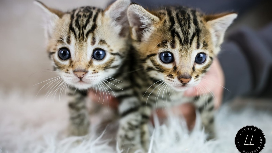 Previous Litter example 