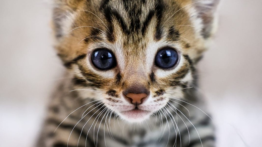 Previous litter example