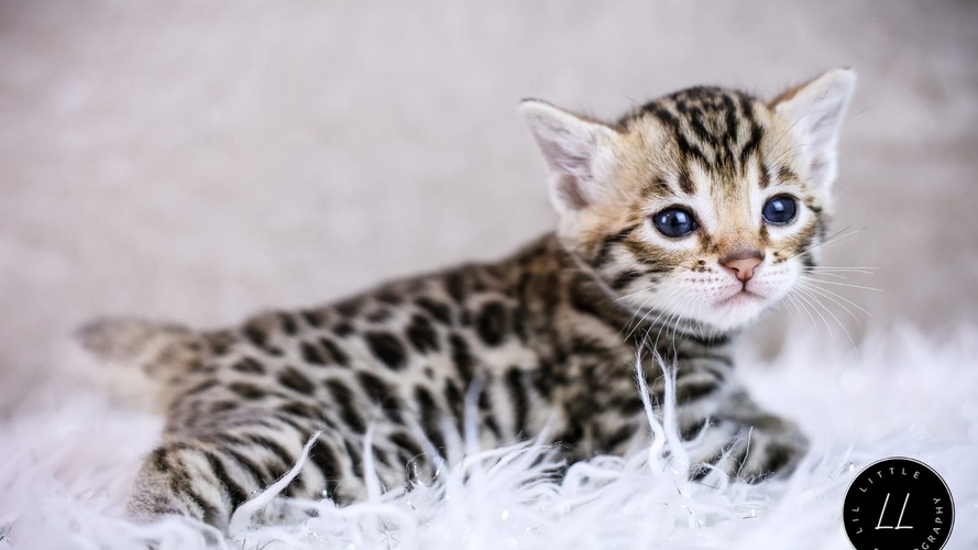 Previous litter example 