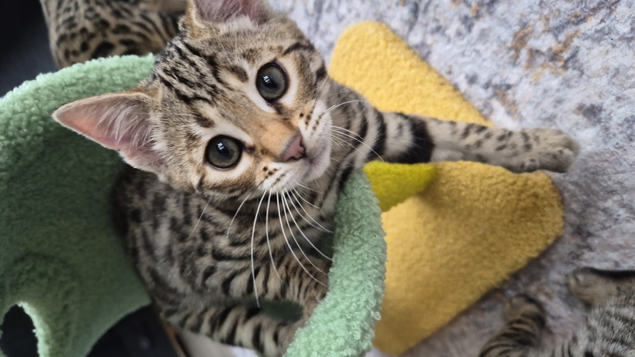 Previous litter example