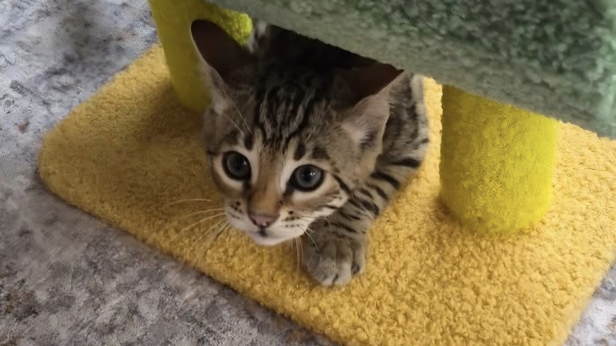 Previous litter example 