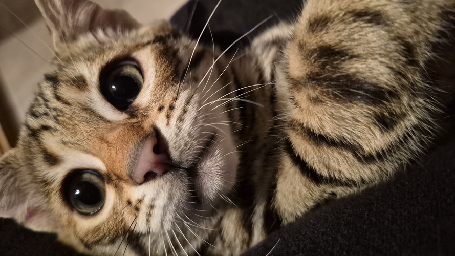 Previous litter example 