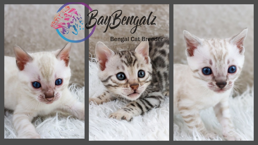 RW TGC Tanto X Baybengalz Pandora