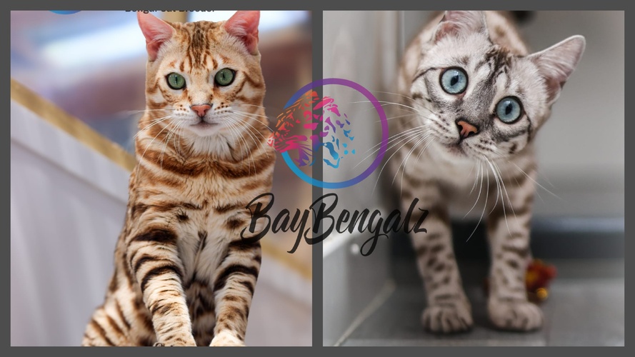 Planned Pairing Tanto X Valentina