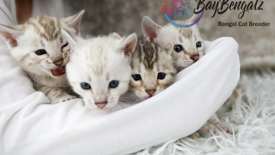 Previous Litter example 