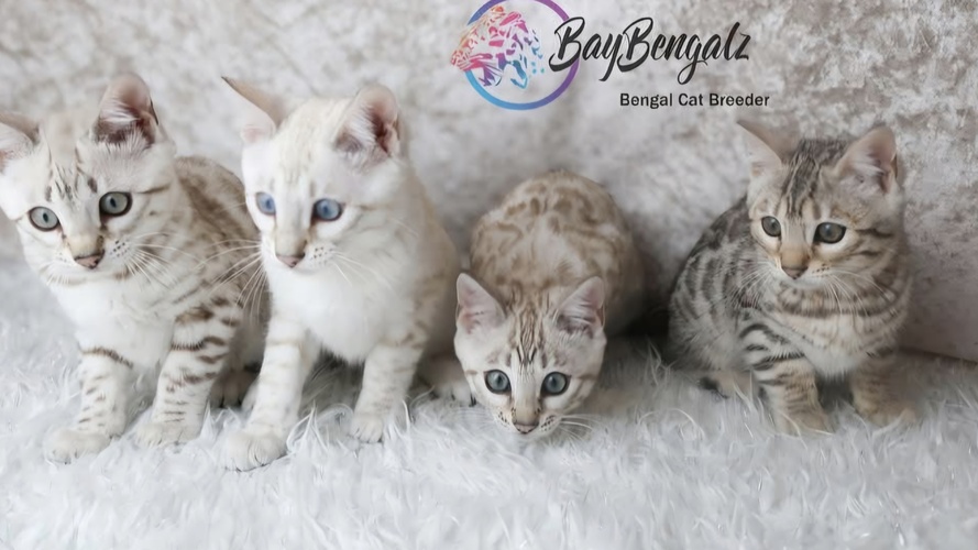 Previous litter example