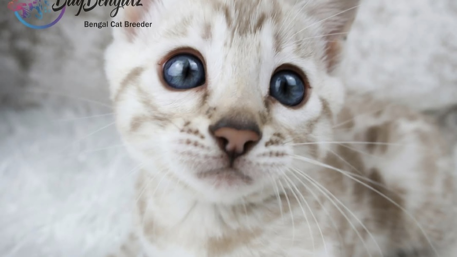 Previous litter example 