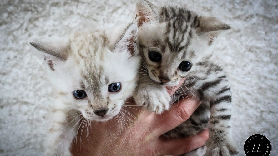 Previous litter example