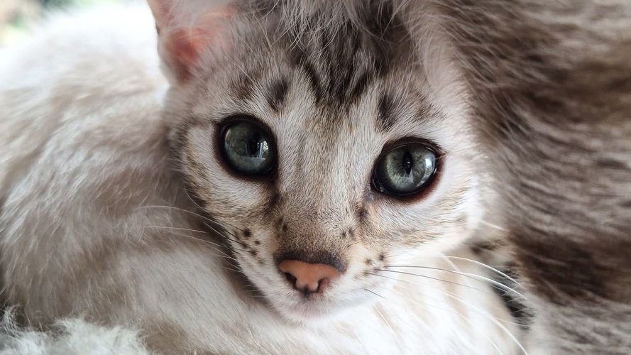 Previous litter example 