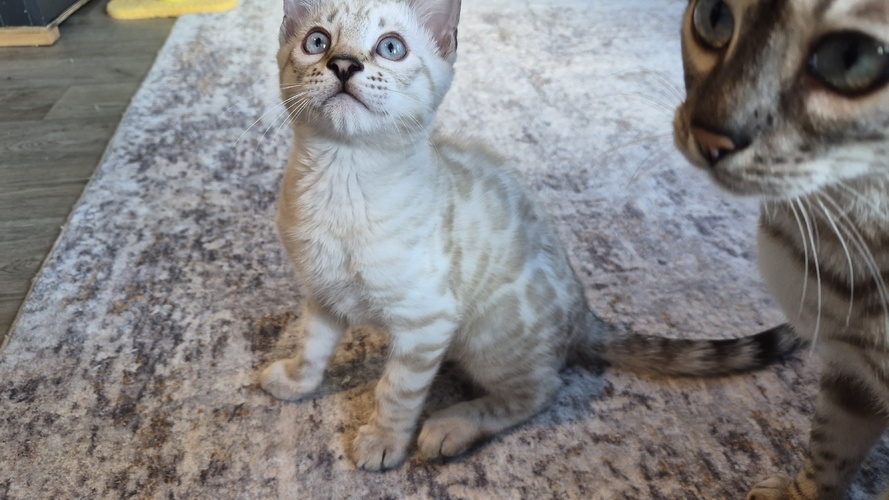 Previous litter example 