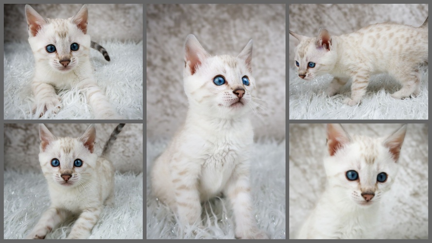 Silver Lynx Example from Previous