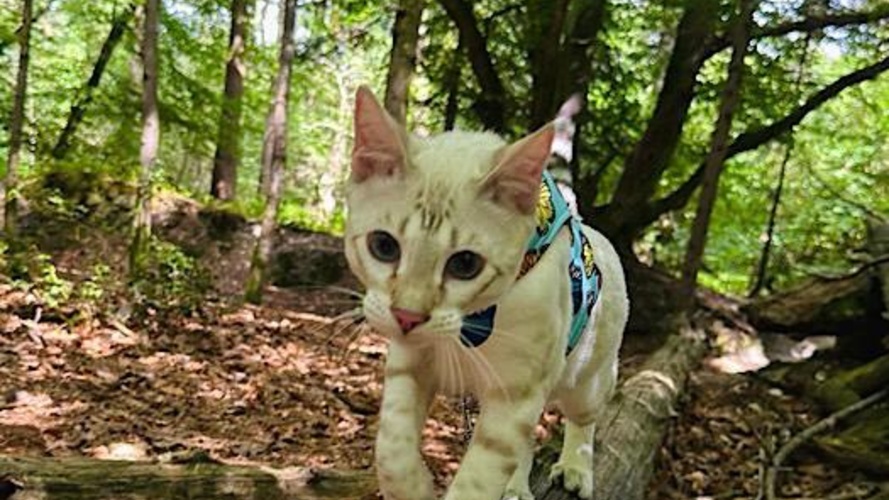 Grown up Kitten from previous (Silver Lynx)