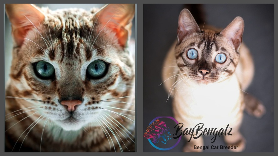 RW TGC  Dokocats Tantomile Of Baybengalz X Baybemgalz Winter Snowdrop