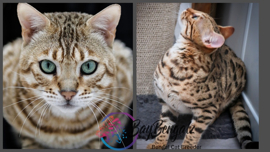 ♡Future Marriage♡RW TGC Tanto X  Wildpawsuk Delilah