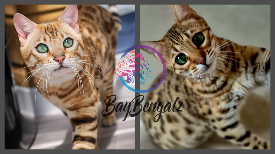 Kittens Available Tanto X Delilah