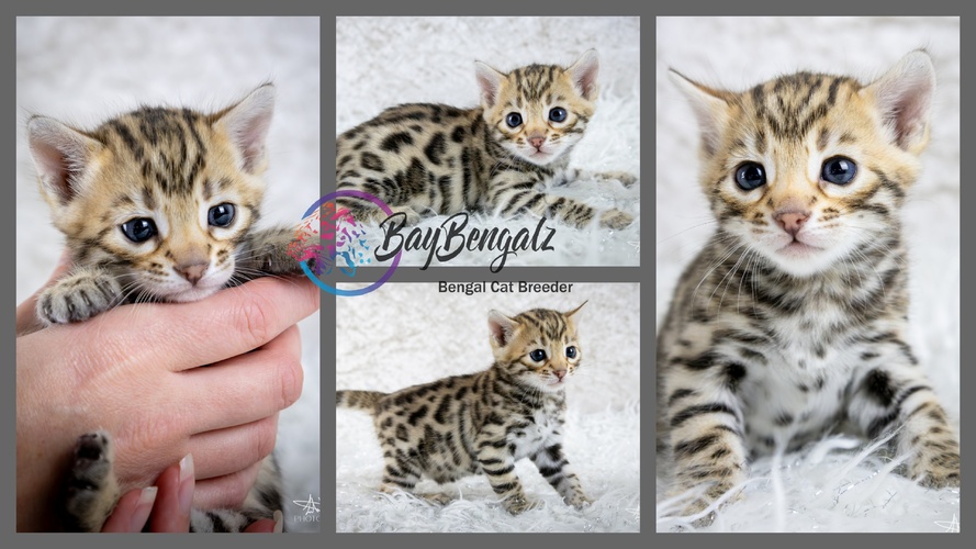 Prim (Reserved) Prim (Reserved)