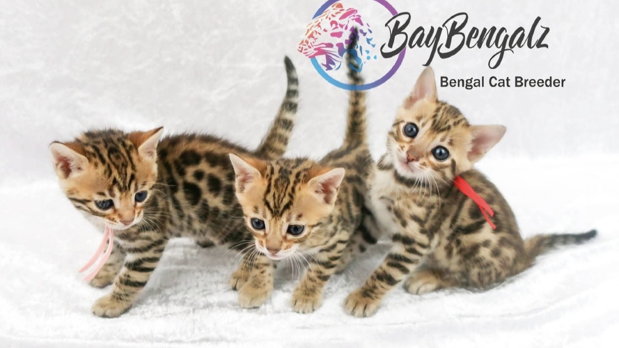 Previous Litter example 