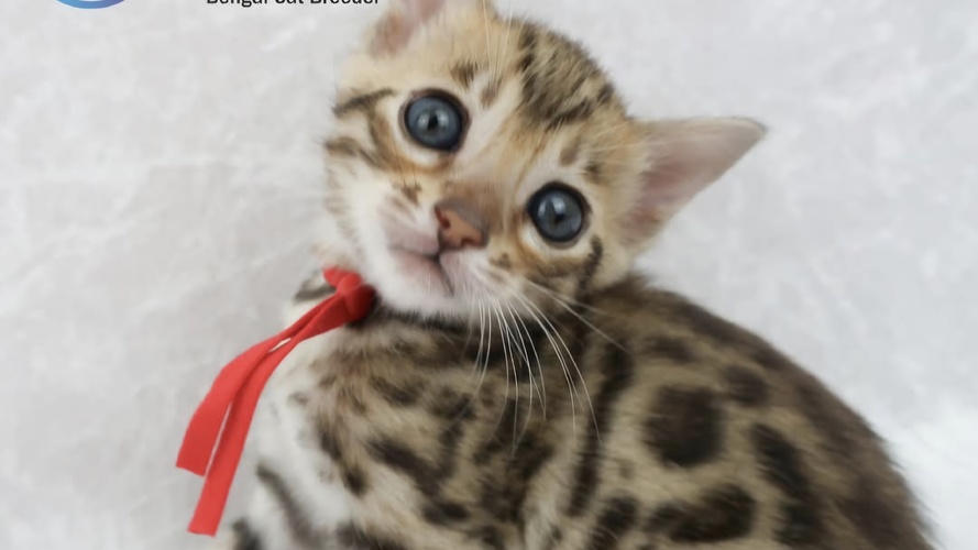 Previous litter example