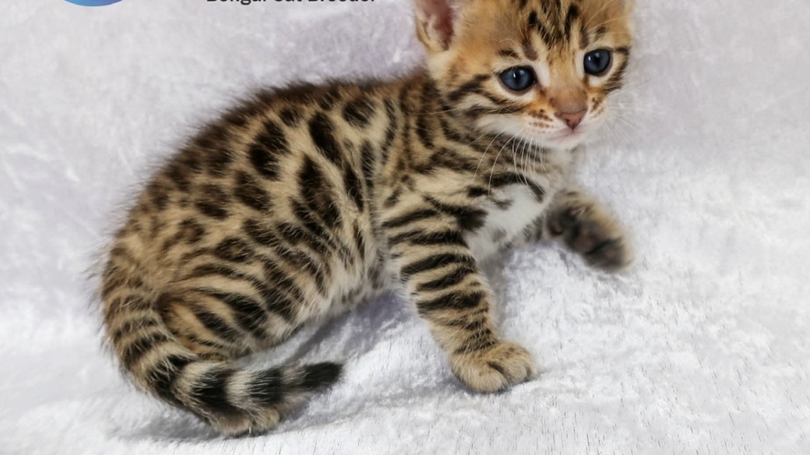 Previous litter example