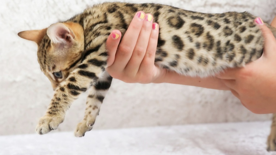 Previous litter example 