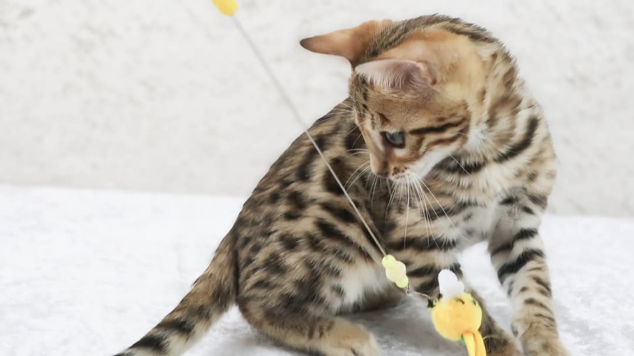 Previous litter example 