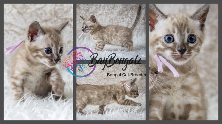 Light Pink Collar