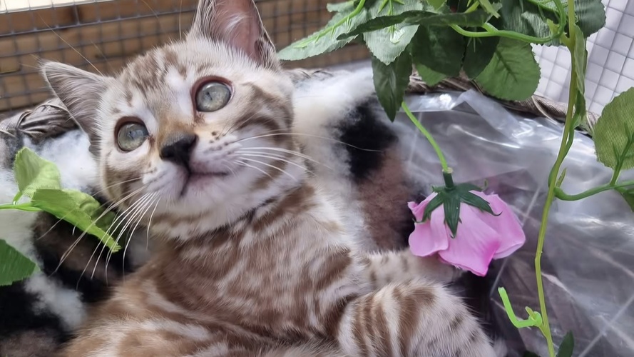 Seal Mink example (sired by Quai) 